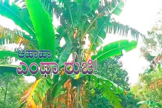 Banana plantation with a good harvest
