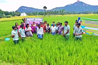 AGRICULTURAL SPECIAL STORY  வேளாண்மை மாணவர்கள் களப்பயிற்சி