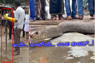 snake in tirumala