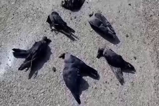 अजमेर की खबर,  ajmer news,  अजमेर में कौओं की मौत,  The mysterious death of crows in Ajmer