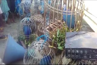 Nagaon ELEGAL WILD BIRDS RECOVERED from poacher