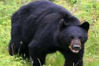 cases of bear attack in chamoli, चमोली में भालू का आतंक