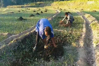 Natural farming in nahan,  नाहन में प्राकृतिक खेती