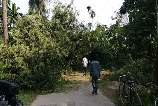 Nagaon 300 years old tree