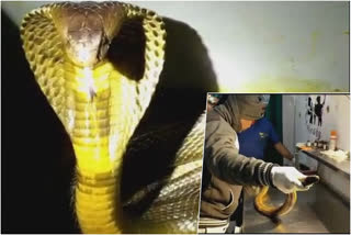 a farmer and doctor saved a cobra snake by performing an operation  in madhyapradesh chhindwada