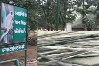 forest-department-employees-cut-green-teak-tree-to-make-camp-in-panna