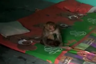 monkey and dog viral video in haridwar