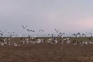 thousands of Exotic birds reach at pong dam