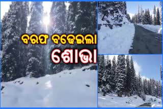 Mughal Road beauty increased by snow fall