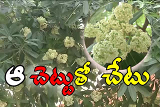 alstonia-schlaris-damaging vizag people health