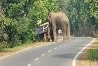 Elephant stopped tractor of farmer going to sell paddy in mahasamund