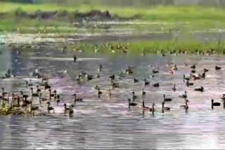 birds arrive at the Eco Tourism Park in Ghatal