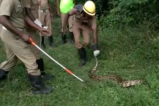 snake, python swallowed peacock