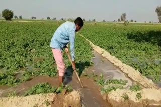 श्रीगंगानगर की खबर,  sriganganagar news,  श्रीगंगानगर में गेंहू की फसल,  Wheat crop in Sriganganagar