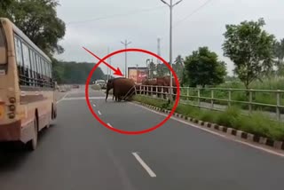 ബാരിക്കേഡുകൾ ആനക്കൂട്ടം  കോയമ്പത്തൂരിൽ ബാരിക്കേഡുകൾ തട്ടിമാറ്റി ആനക്കൂട്ടം  Elephant breaking barricades  Elephant herd to cross the road