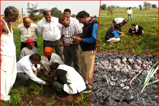 administrative-officials-and-agricultural-scientists-inspected-the-fields-in-dewas