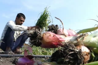 Onion stolen from farmer's field  Onion stolen  ഉള്ളി മോഷണം  ഉള്ളി വില  സവാള മോഷണം