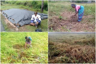 Millet crop destroyed in chamrajanagar