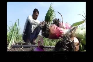 Onion crop worth Rs 30,000 stolen from farmer's field