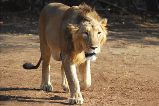 Leopard caught in aurangabad