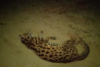 leopard death body recovered