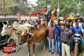 Independent candidate campaigning with bullock cart in Hazaribag