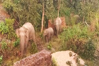 Elephant herd, Forest Department Dhanbad, Elephant, elephant reached in nirsa, हाथियों का झुंड, वन विभाग धनबाद, हाथी