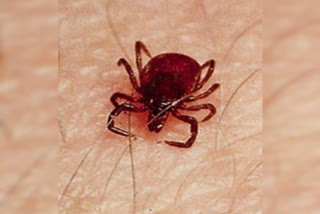 scrub typhus