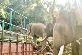 forest-depertment-captured-elephant-in-kodagu