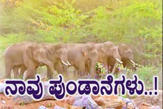 people afraid for elephant attack in kolara