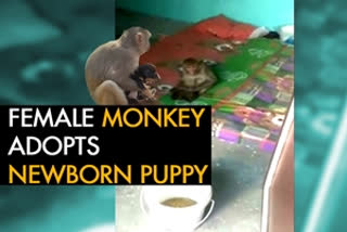 Female monkey adopts newborn puppy in holy city Haridwar