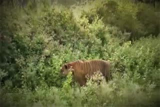 Nilgiris Mudumalai Tiger Archive