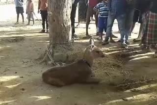 Sambar cub found in residential area of ​​Kawardha