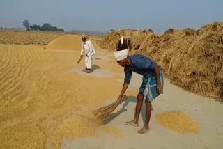 paddy purchase process in kaimur
