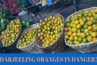 Yield of Darjeeling oranges in danger!