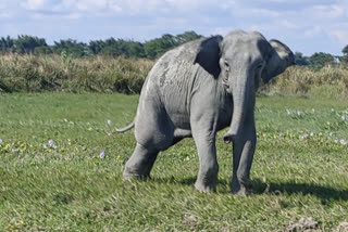 শোণিতপুৰ