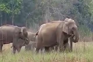 elephant, हाथियों का आतंक