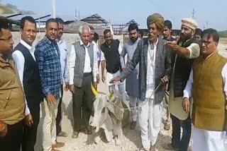 गोवंश की मौत का मामला  , death of cows in Nandi Gaushala