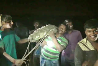 photo with crocodile, photo with crocodile in Cuddalore, youth photo with crocodile in Cuddalore, Cuddalore crocodile news, ಮೊಸಳೆ ಜೊತೆ ಫೋಟೋ, ಕಡಲೂರಿನಲ್ಲಿ ಮೊಸಳೆ ಜೊತೆ ಫೋಟೋ, ಕಡಲೂರಿನಲ್ಲಿ ಯುವಕರು ಮೊಸಳೆ ಜೊತೆ ಫೋಟೋ, ಕಡಲೂರು ಫೋಟೋ ಸುದ್ದಿ,