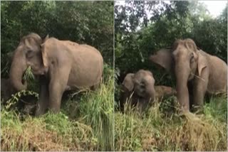 aanakkoottam  നാടുകാണി ചുരം  nadukani churam  wild elephant in nadukani churam  നാടുകാണി ചുരത്തില്‍ സഞ്ചാരികള്‍ക്ക് കാഴ്‌ചയൊരുക്കി കാട്ടാനക്കൂട്ടം