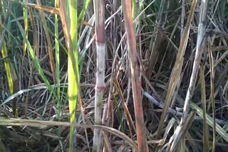 sugarcane crop damaged bhiwan