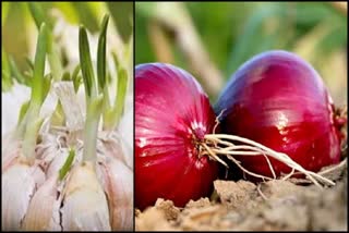 garlic now crosses 200 after onion in sohna