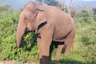 wild elephant, மைசூர் சாலையில் சுற்றித்திரியும் காட்டு யானை