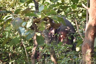 Elephant got hit by train at Deepor Beel