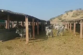 Nandi Gaushala Dynasty Death Barmer, नंदी गौशाला गोवंश मौत बाड़मेर