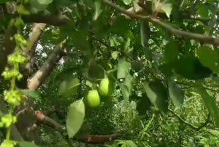 insect attack on apple tree in Kullu