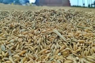 Sona Masuri Paddy Rate Decline