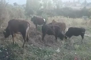 Destitute animals create problems in mandi