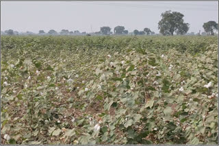 cotton robbery in nandurbar