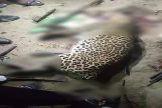 leopard attacked at Assam Engineering college guwahati